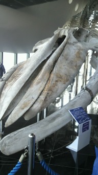 クジラの骨