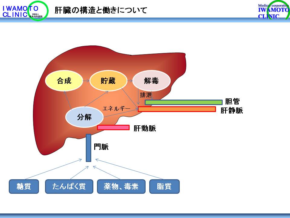 肝臓の構造と働きについて
