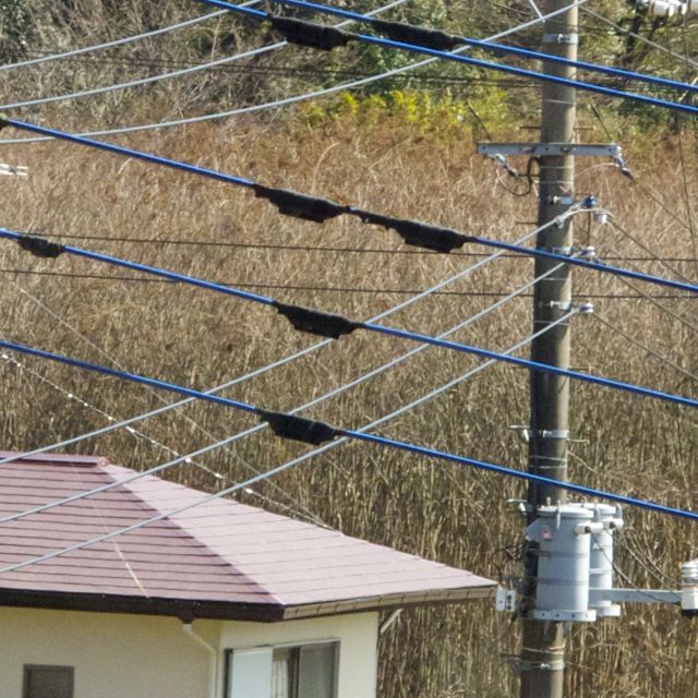 大島の電線マン2
