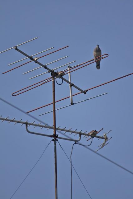 テレビアンテナ上の鳩464