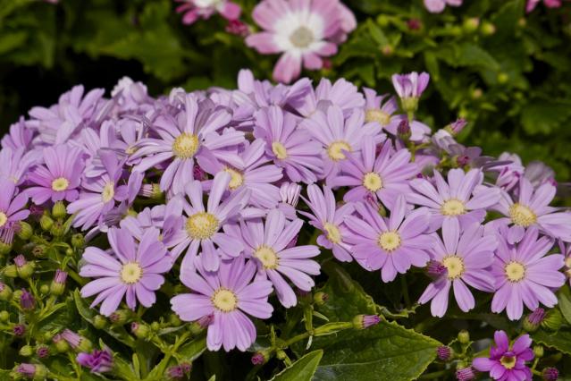 紫の花9073