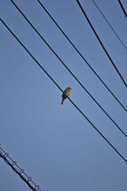 電線の上のヒヨドリ1