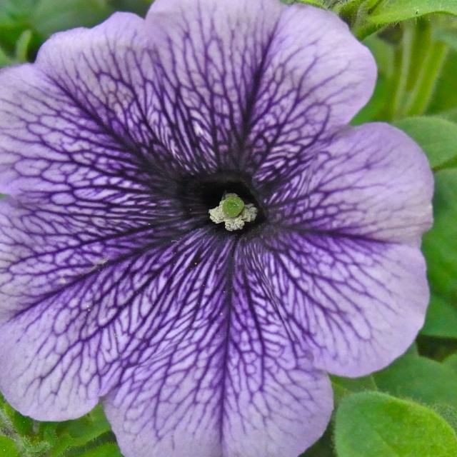 紫の花21023