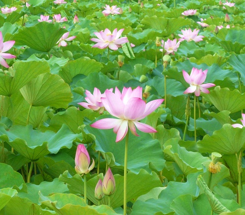 lotus pond near my house_2