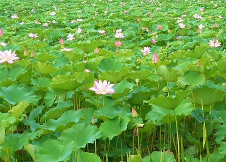 lotus pond near my house