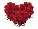 valentine heart roses 1