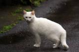 white cat 2