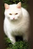 white cat 3