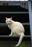 white cat 5