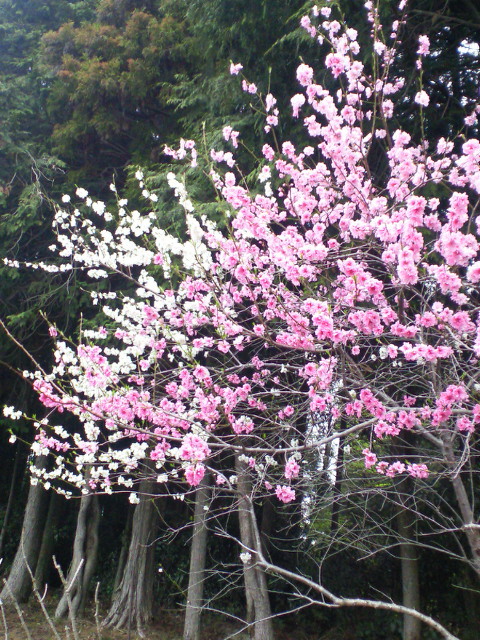 静岡　富士宮　そば　ブログ　本手打ちそば蕎友館　桃の花