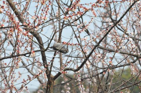 散った河津桜とヒヨドリ