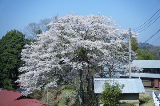 満開の桜(1)