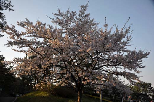 前沢SAの桜は散り始め
