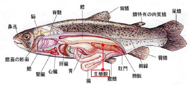 魚の解剖 子育てママの楽しい住まいへようこそ 愛知県 水政建設株式会社