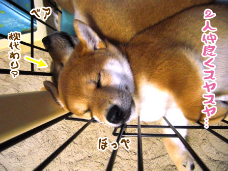 柴犬ななともものあはは、うふふ...ブログ 子犬アルバム(9-10週目) ワンコの睡眠時間って!?