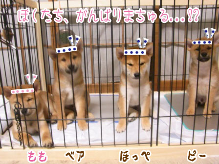 柴犬ななともものあはは、うふふ...ブログ な、なんで!? Cool Dog Site of the Day JAPAN 受賞!?