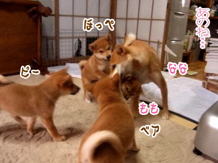 柴犬ななともものあはは、うふふ...ブログ な、なんで!? Cool Dog Site of the Day JAPAN 受賞!?