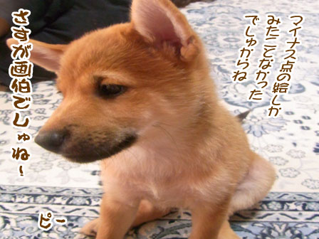 柴犬ななともものあはは、うふふ...ブログ ボン画伯の「柴犬と東京タワー」当選しました～♪