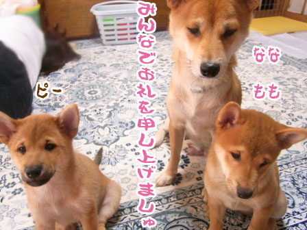 柴犬ななともものあはは、うふふ...ブログ ボン画伯の「柴犬と東京タワー」当選しました～♪