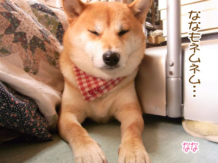 柴犬ななともものあはは、うふふ...ブログ かわいい手作りバンダナいただいちゃいました♪