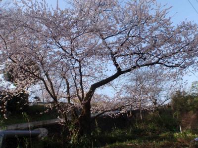 宝寿院　桜