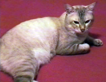 表彰する猫のニャン太郎
