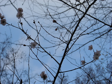 風の散歩道の気の早い桜
