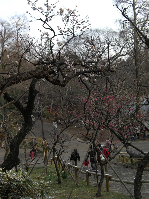 井の頭公園の寒桜と紅梅
