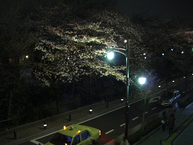 三鷹駅前の桜2010