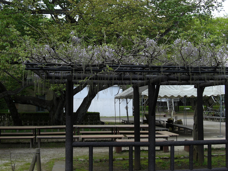 小金井公園の藤の花