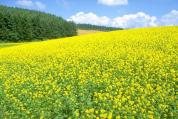黄色い花畑640