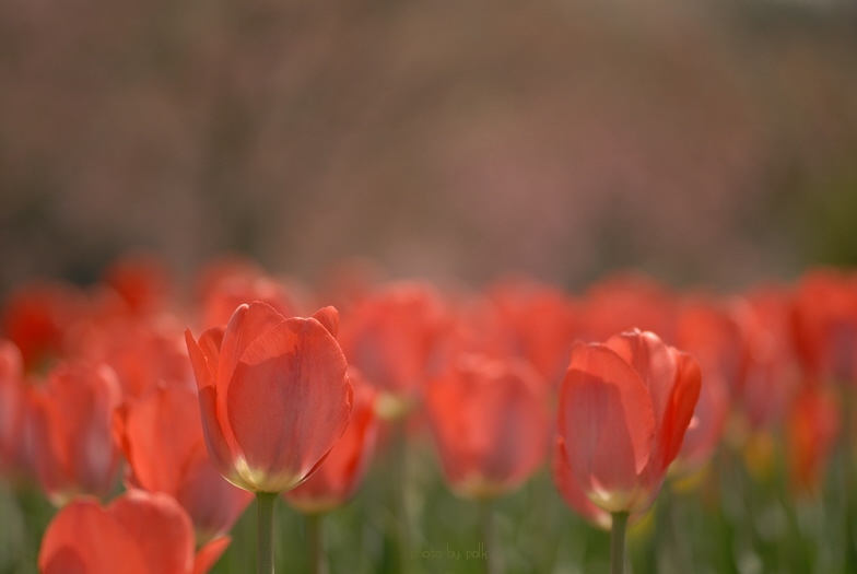 tulips_shirakawa_2011_5_4_15.jpg