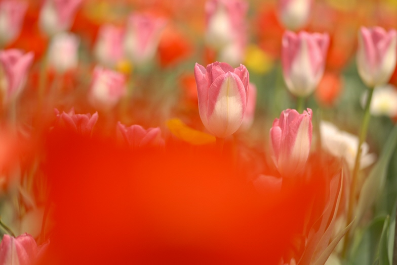 tulips_shirakawa_2011_5_4_4.jpg