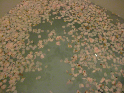 桜2010@さくらの花びらの風呂 - 07