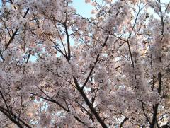 20100404007