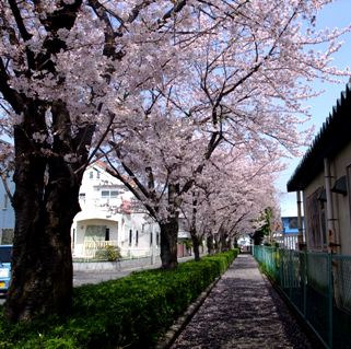 桜2010.4月