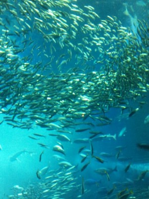 ２０１２０３１３彩江の島水族館魚の群れ