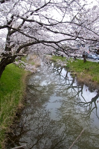 新川堤の桜