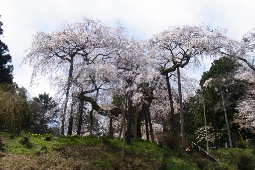 小生瀬地蔵桜