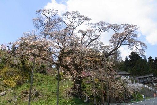 松岩寺のヤマザクラ