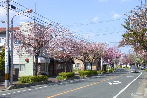 大学通りの八重桜並木