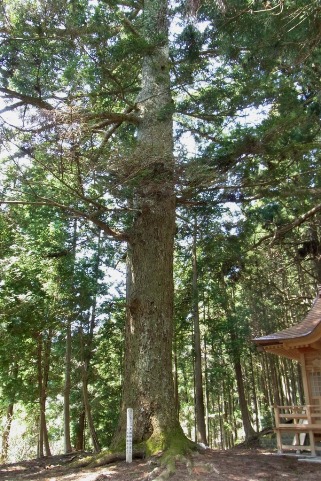 巨大なモミの木