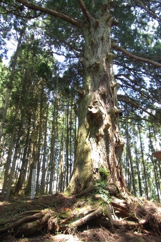 巨大なスギの木