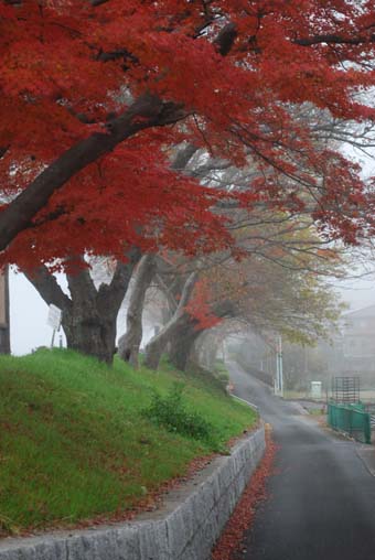 霧と紅葉1