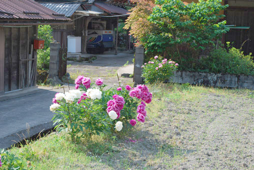 syakuyaku5.jpg