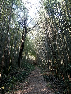竹林のトンネル