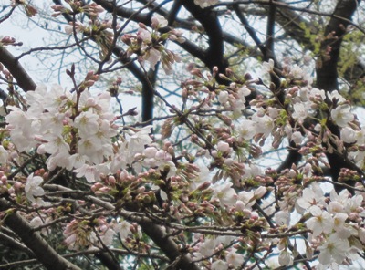 3.20桜2