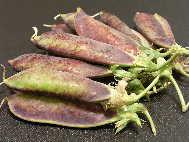 おいしく健康 新鮮野菜を極める ツタンカーメンの豆栽培