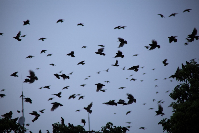 椋鳥の群れ