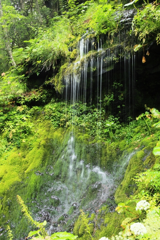 濁河温泉：白糸の滝 (533x800)